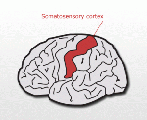 Somatosensory Cortex
